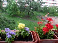 Какими цветами украсить балконный цветник
