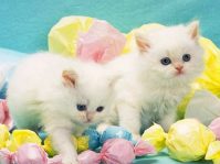 Как вывести блох у домашних кошек